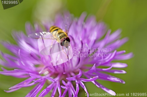 Image of Hoverfly on knapweed