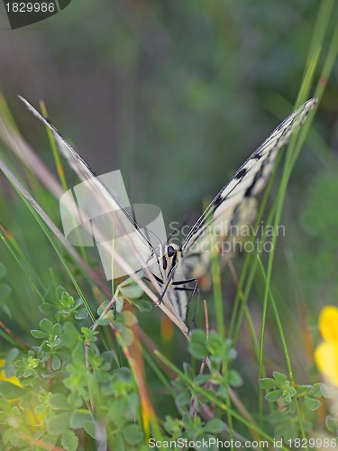 Image of swallowtail butterfly