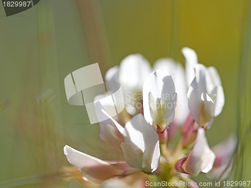 Image of White Clover