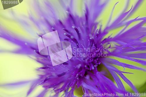 Image of Brown ray knapweed