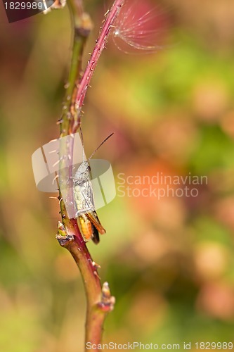 Image of Grasshopper on a straw