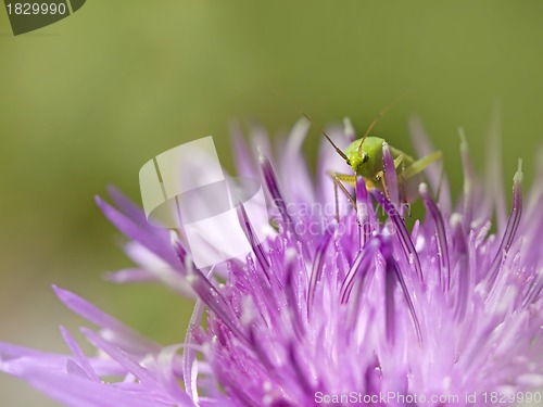 Image of Bush-Cricket on Knapweed