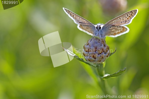 Image of Common blue butterfly