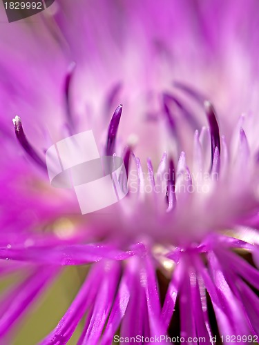 Image of Brown ray knapweed