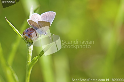 Image of Common blue butterfly