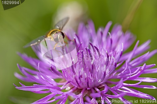 Image of Hoverfly on knapweed