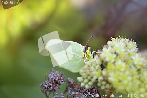 Image of Common Brimstone