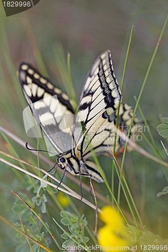 Image of swallowtail butterfly