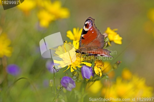 Image of European peacock butterfly