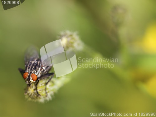 Image of Fly in the meadow