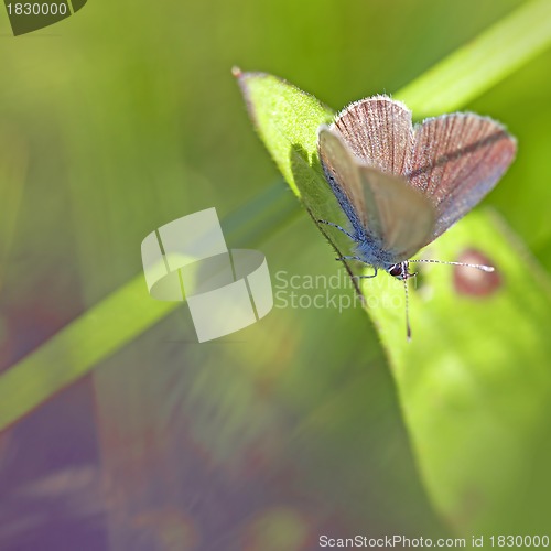Image of Common blue butterfly