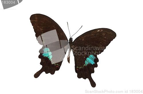 Image of The Blue Butterfly