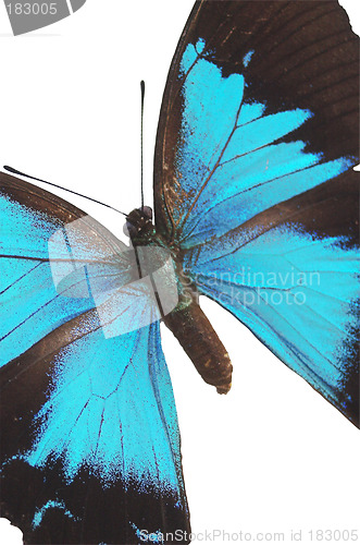 Image of The Blue Butterfly