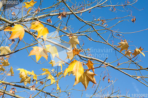 Image of Tree branches with yellow autumn leaves