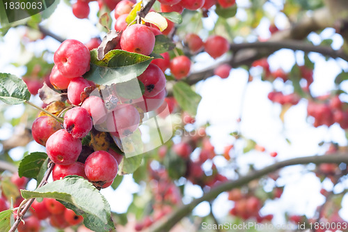 Image of Red autumn berries