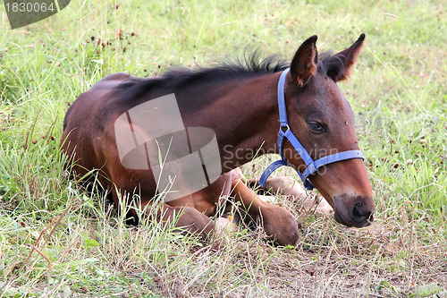 Image of Little foal resting on grass.