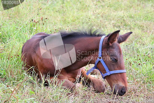 Image of Little foal resting on grass.
