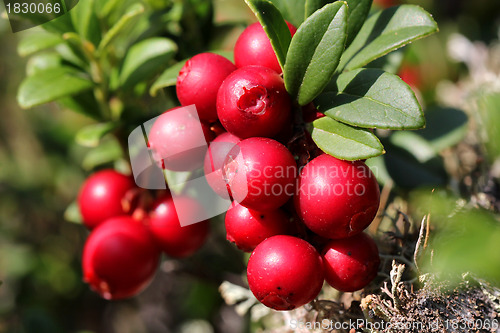 Image of Cowberries (Vaccinium vitis-idaea)