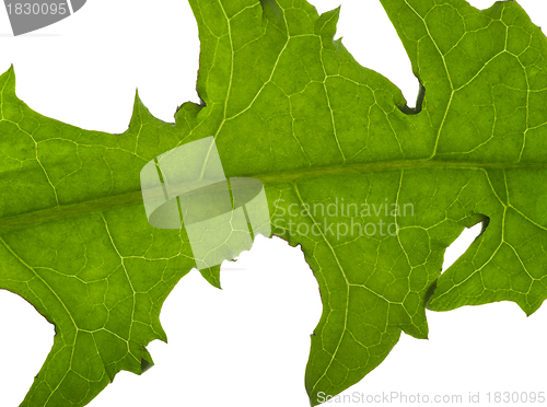 Image of macro dandelion leaf