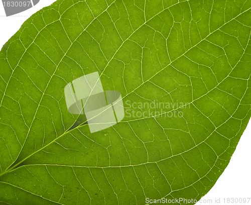 Image of green macro leaf