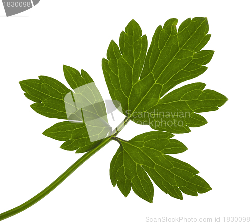 Image of jagged leaf