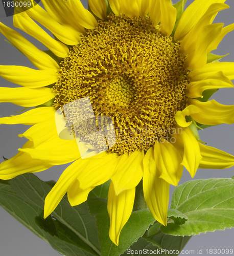 Image of sunflower in grey back