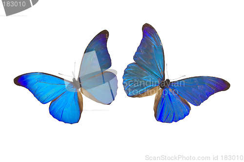 Image of Two Blue Butterflies