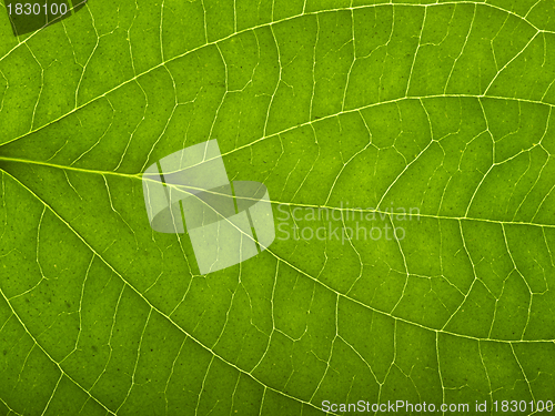 Image of green macro leaf