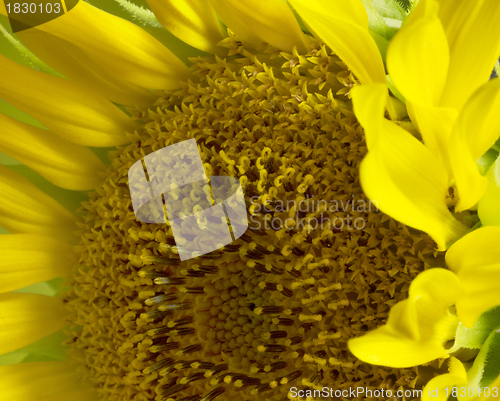 Image of sunflower detail