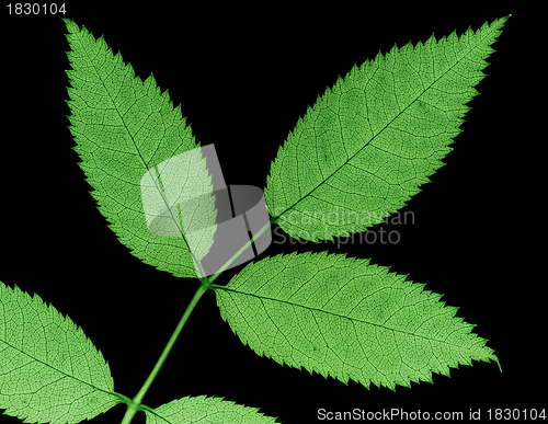 Image of jagged leaf