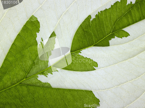 Image of eroded leaf detail