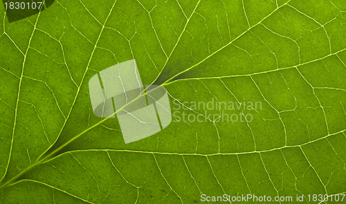 Image of green macro leaf