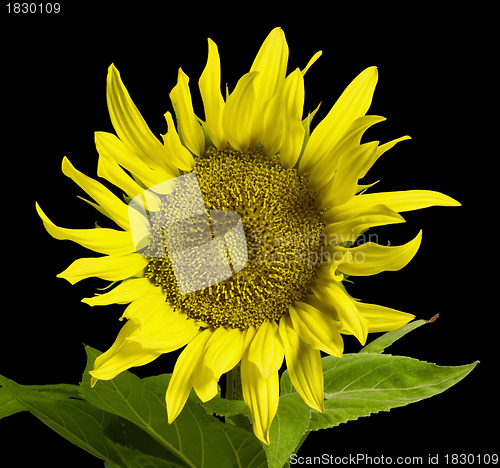 Image of sunflower in black back
