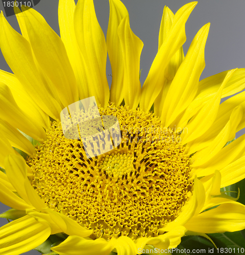 Image of sunflower in grey back