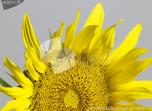 Image of sunflower in grey back