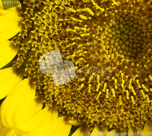 Image of sunflower detail