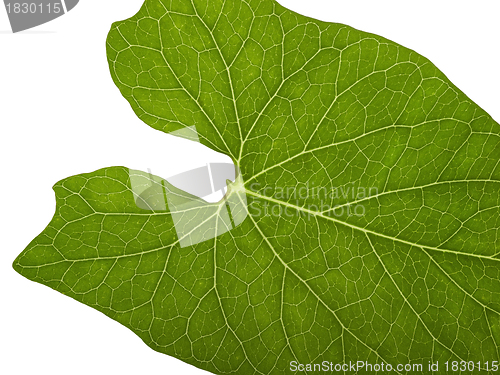 Image of green macro leaf