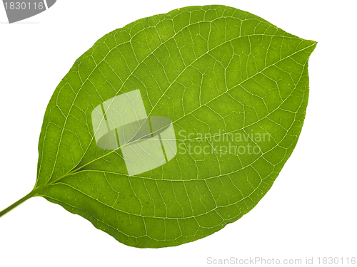 Image of translucent leaf