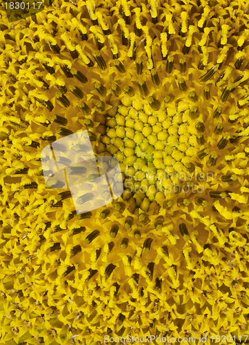 Image of sunflower detail