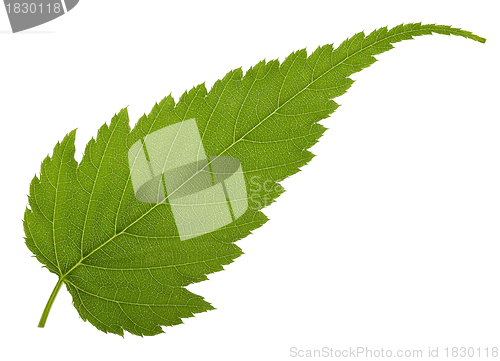 Image of jagged leaf