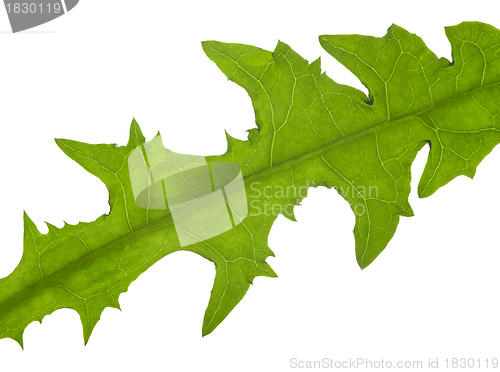 Image of macro dandelion leaf