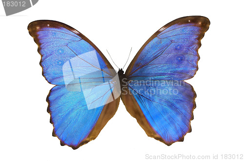 Image of The Blue Butterfly