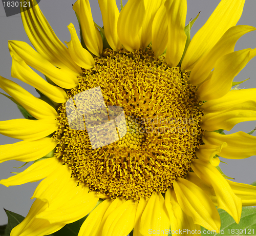 Image of sunflower in grey back