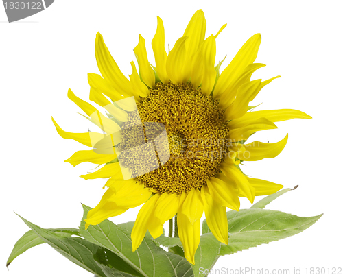 Image of sunflower in white back