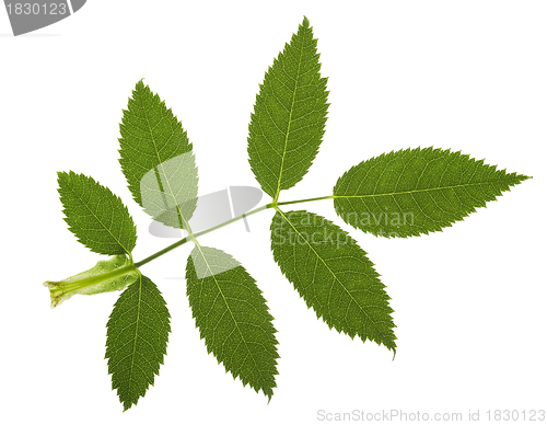Image of jagged leaf