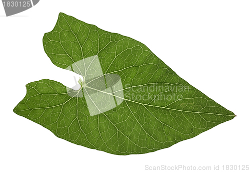 Image of translucent leaf