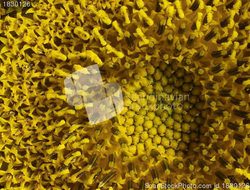 Image of sunflower detail