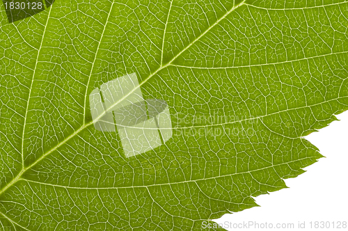 Image of green macro leaf