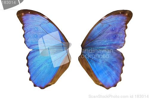 Image of Fairy Wings