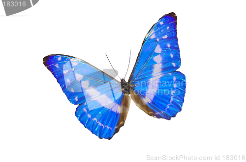 Image of The Blue Butterfly